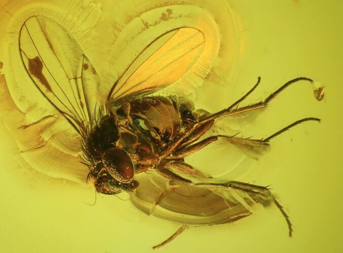 Detailed Fossil Fly (Diptera) In Baltic Amber #45175